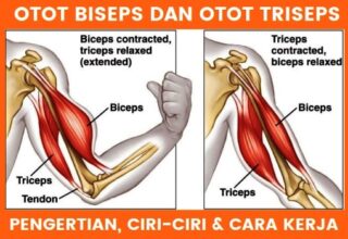 Otot Biseps dan Triseps: Pengertian, Ciri-ciri & Cara Kerja