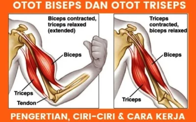 Otot Biseps dan Triseps: Pengertian, Ciri-ciri & Cara Kerja