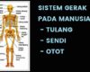 Sistem Gerak pada Manusia Tulang Rangka Sendi Otot