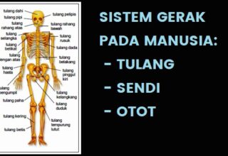 Sistem Gerak pada Manusia: Tulang, Sendi dan Otot