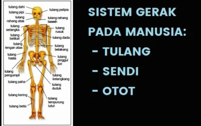 Sistem Gerak pada Manusia: Tulang, Sendi dan Otot
