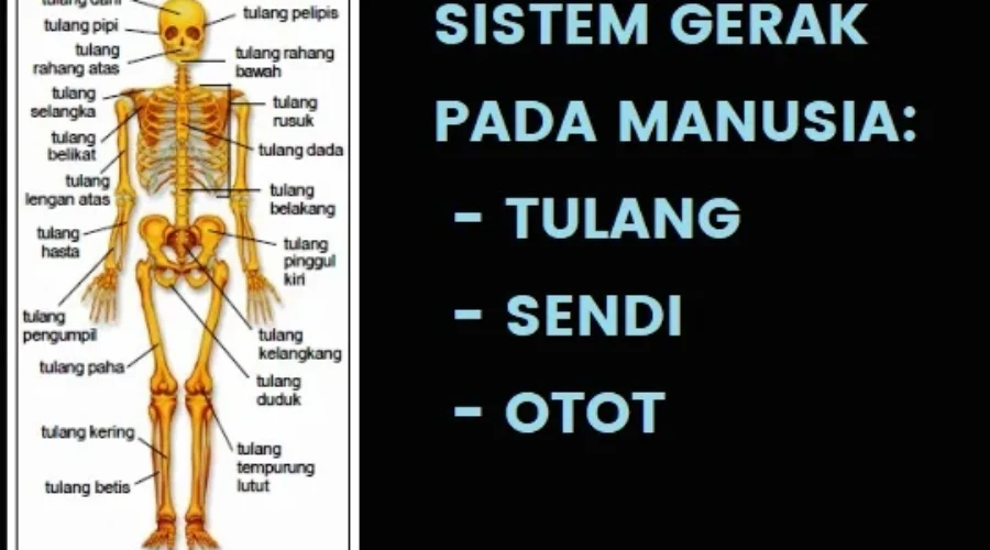 Sistem Gerak pada Manusia Tulang Rangka Sendi Otot