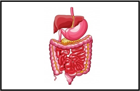 Pengertian Sistem Pencernaan Pada Manusia Fungsi Organ Dan Proses Ilmupelajaran Com Pengertian Sistem Pencernaan Pada Manusia Fungsi Organ Dan Proses Ilmupelajaran Com