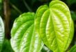 Charm Daun Sirih Inovasi Perlindungan dan Kenyamanan bagi Kesehatan Reproduksi Wanita