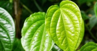 Charm Daun Sirih Inovasi Perlindungan dan Kenyamanan bagi Kesehatan Reproduksi Wanita