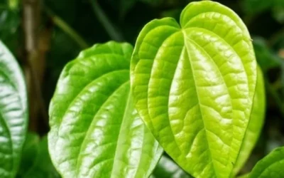 Charm Daun Sirih: Inovasi Perlindungan dan Kenyamanan bagi Kesehatan Reproduksi Wanita