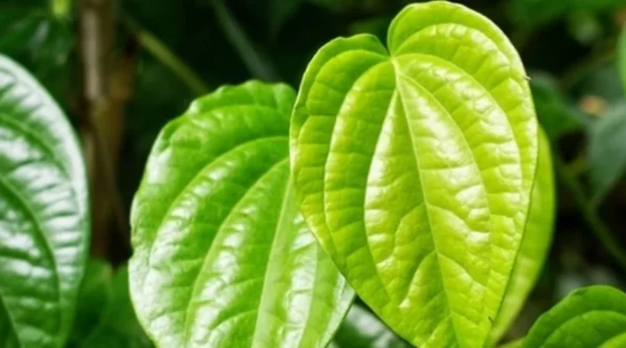 Charm Daun Sirih Inovasi Perlindungan dan Kenyamanan bagi Kesehatan Reproduksi Wanita